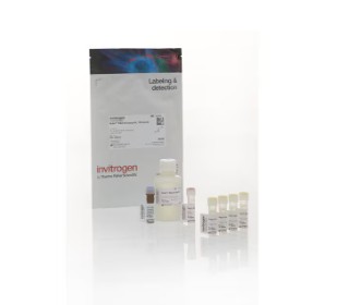 Invitrogen™ Qubit™ RNA HS Assay Kits (100 reactions)