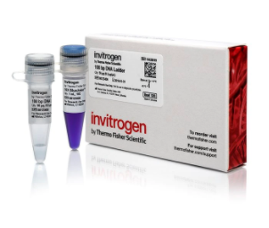 Invitrogen™ 100 bp DNA Ladder