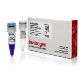 Invitrogen™ 1 Kb Plus DNA Ladder