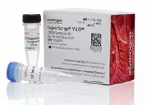SUPERSCRIPT VILO CDNA SYNTHESIS KIT-50 RXN