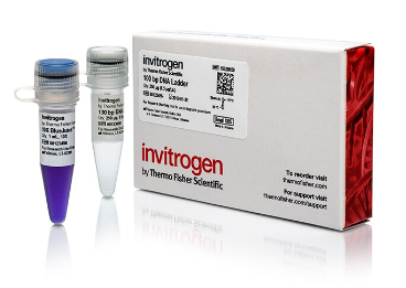 Invitrogen™ 100 bp DNA Ladder